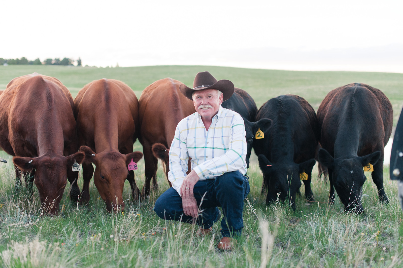 Steve Darrow's Blue Ridge Farms Beef!