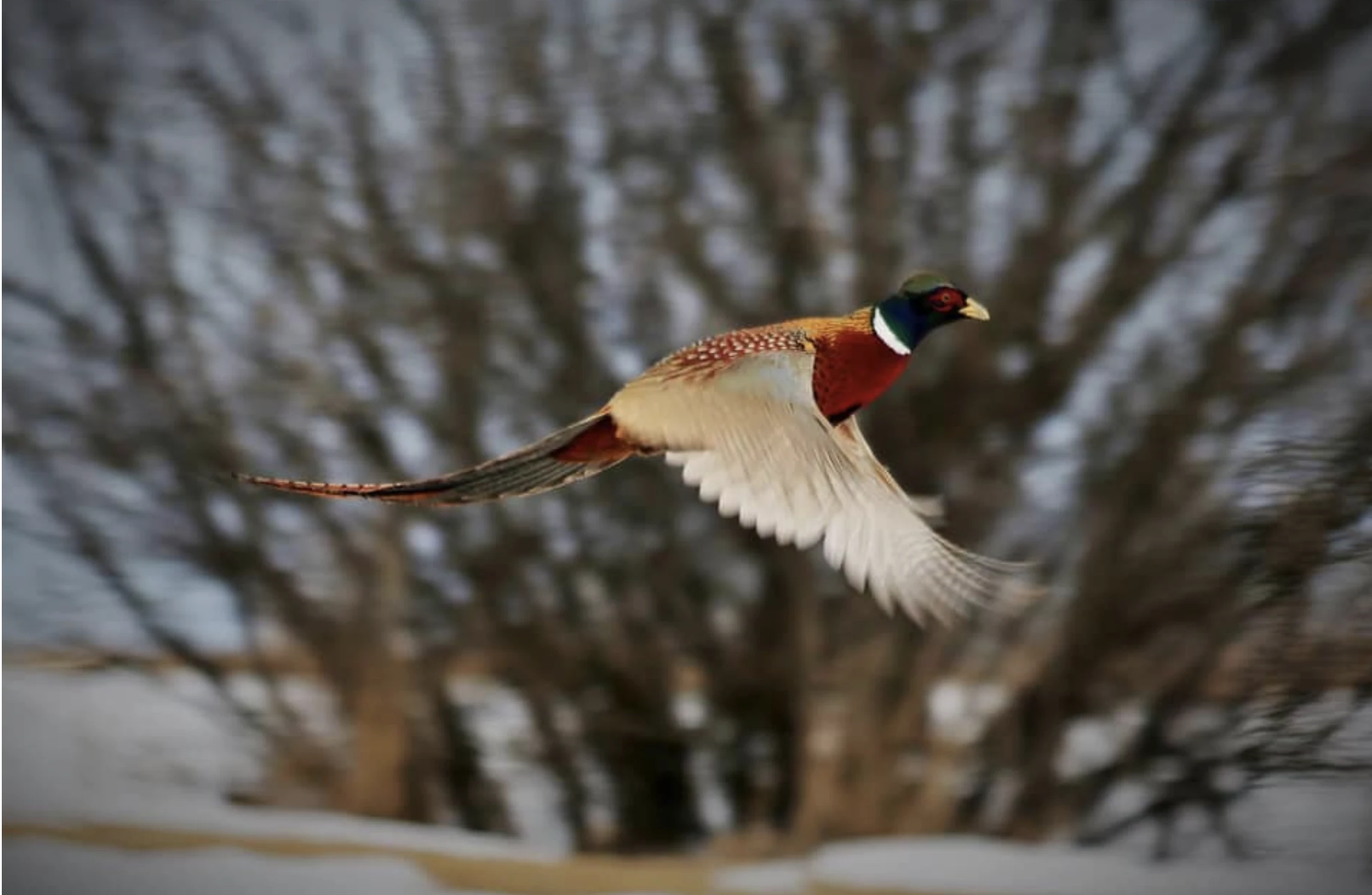 A Pheasant Hunt at Silver Creek!